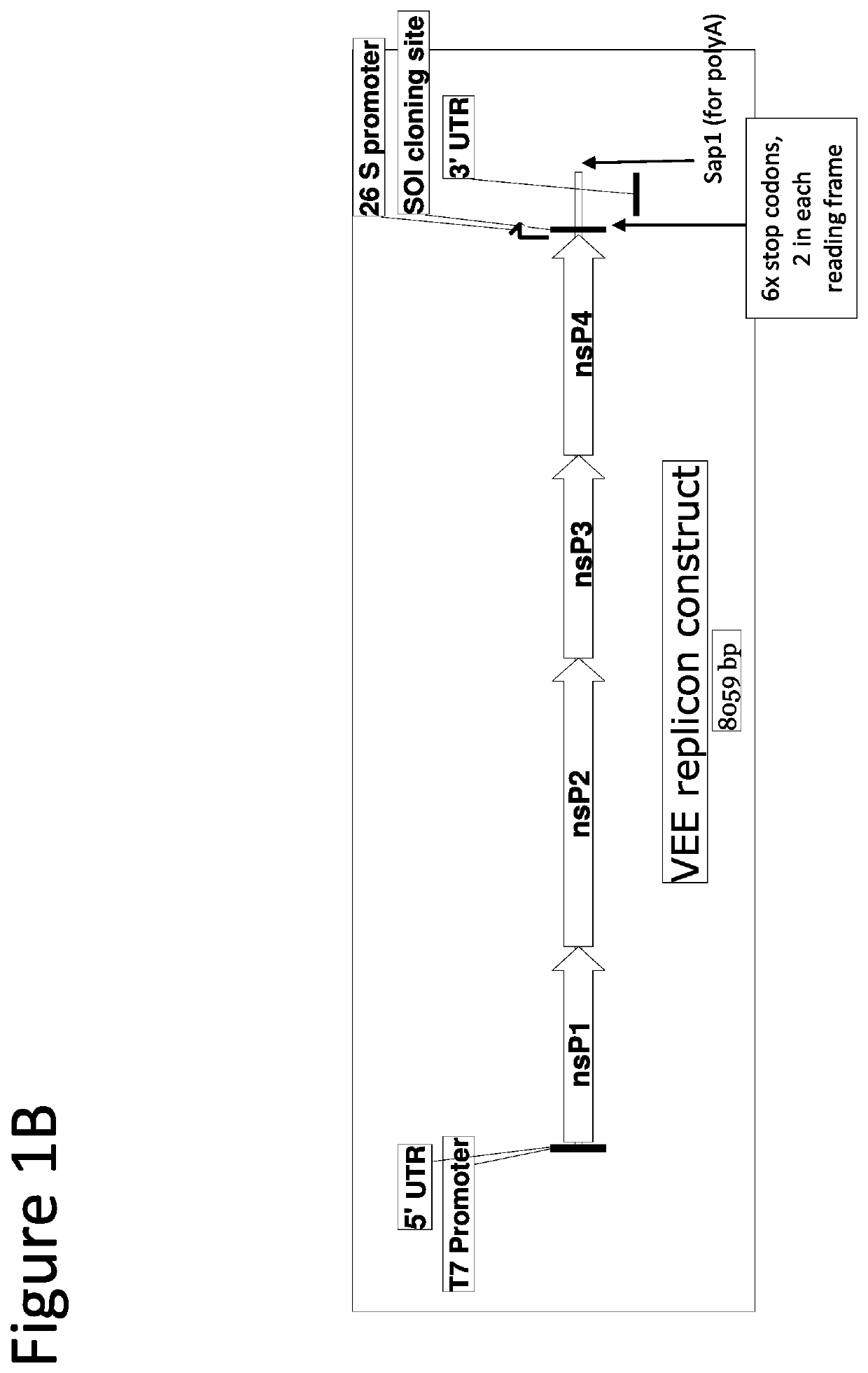 A retroviral vector for the administration and expression of replicon RNA expressing heterologous nucleic acids