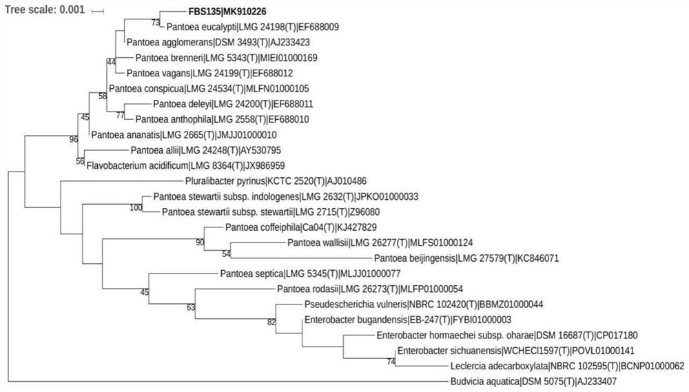 A Pine Endophytic Bacteria fbs135 and Its Application