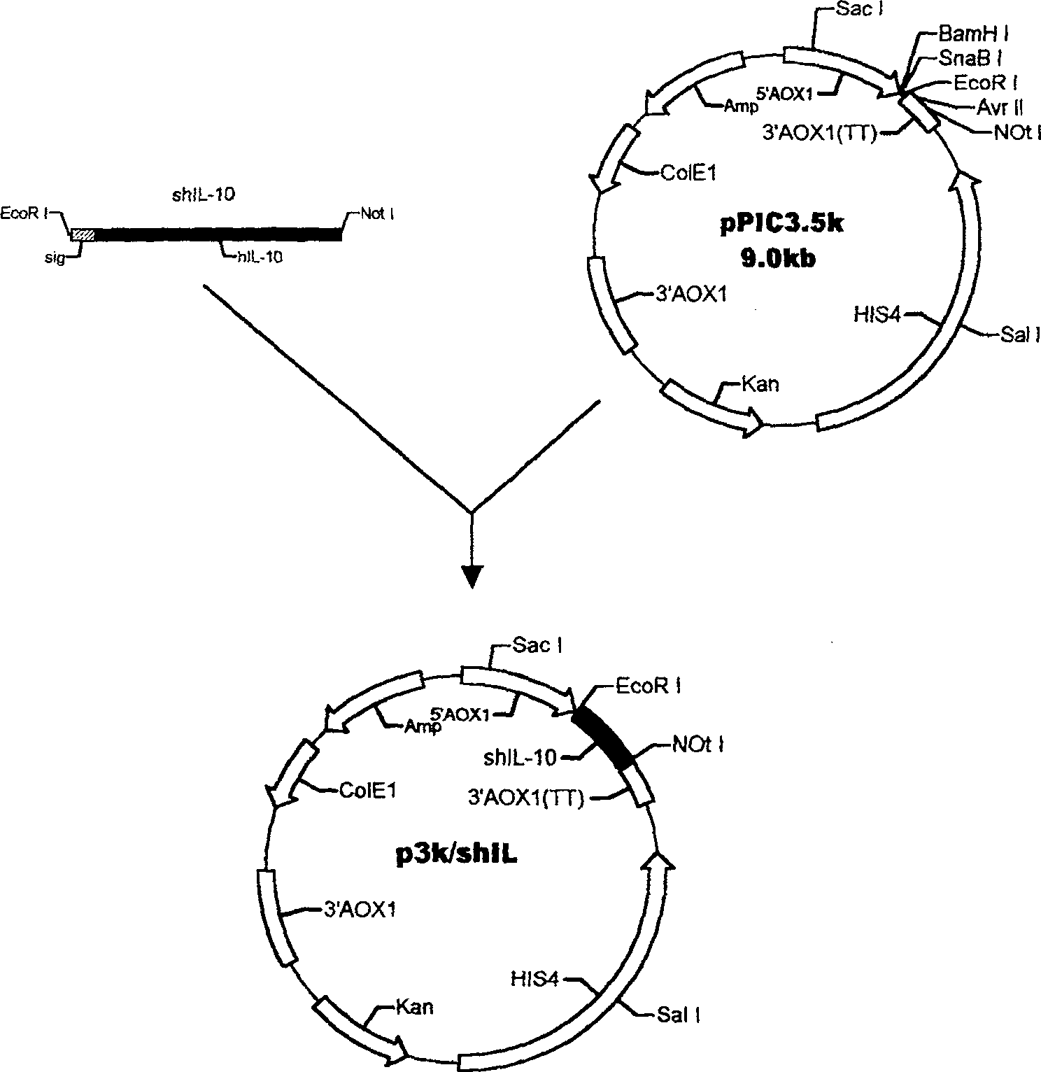 Method for yeast cell to express human interleukin 10