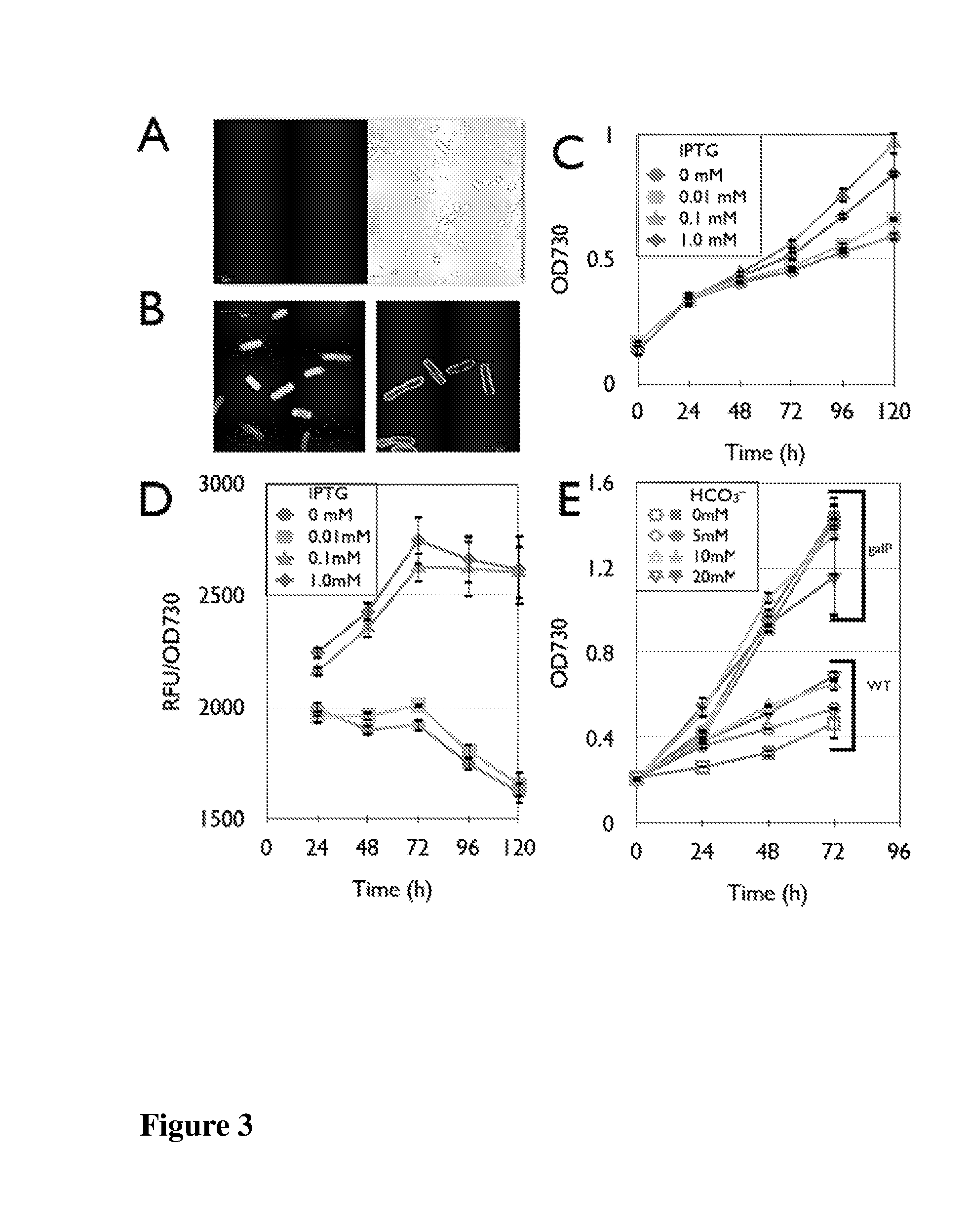 Trophic conversion of photoautotrophic bacteria for improved diurnal properties