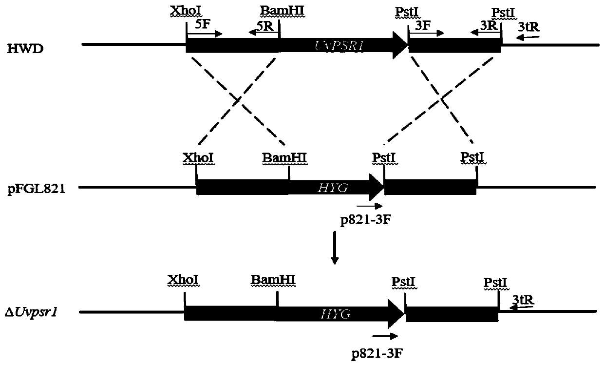 Pathogenic factor for negatively regulating ustilaginoidea virens spore production, gene and application thereof