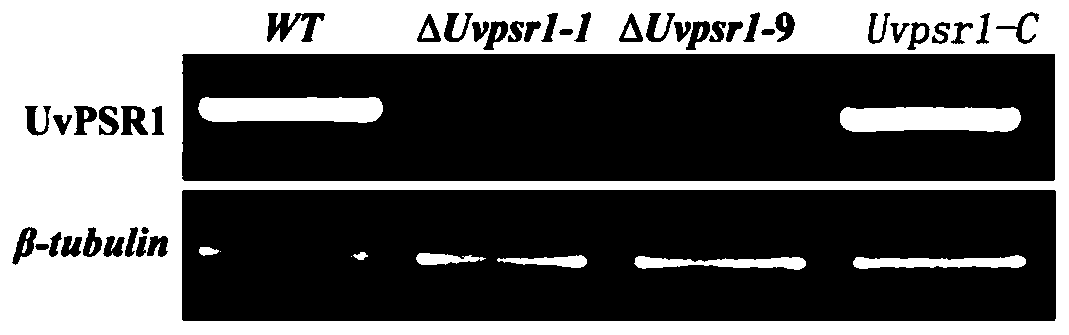 Pathogenic factor for negatively regulating ustilaginoidea virens spore production, gene and application thereof