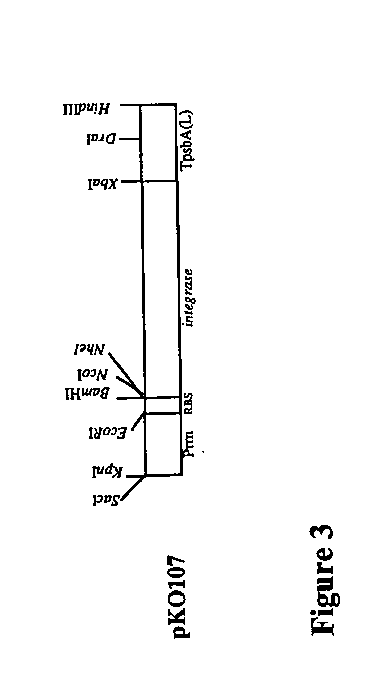 Integrases for the insertion of heterolgogous nucleic acids into the plastid genome