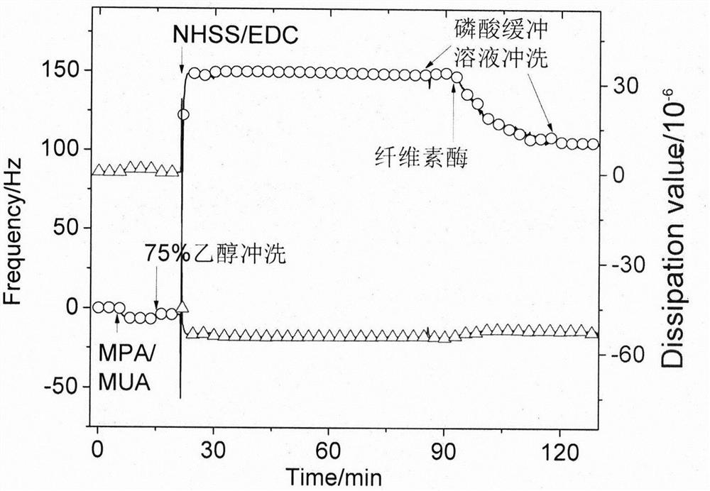 A method for modifying gold chips in situ with cellulase