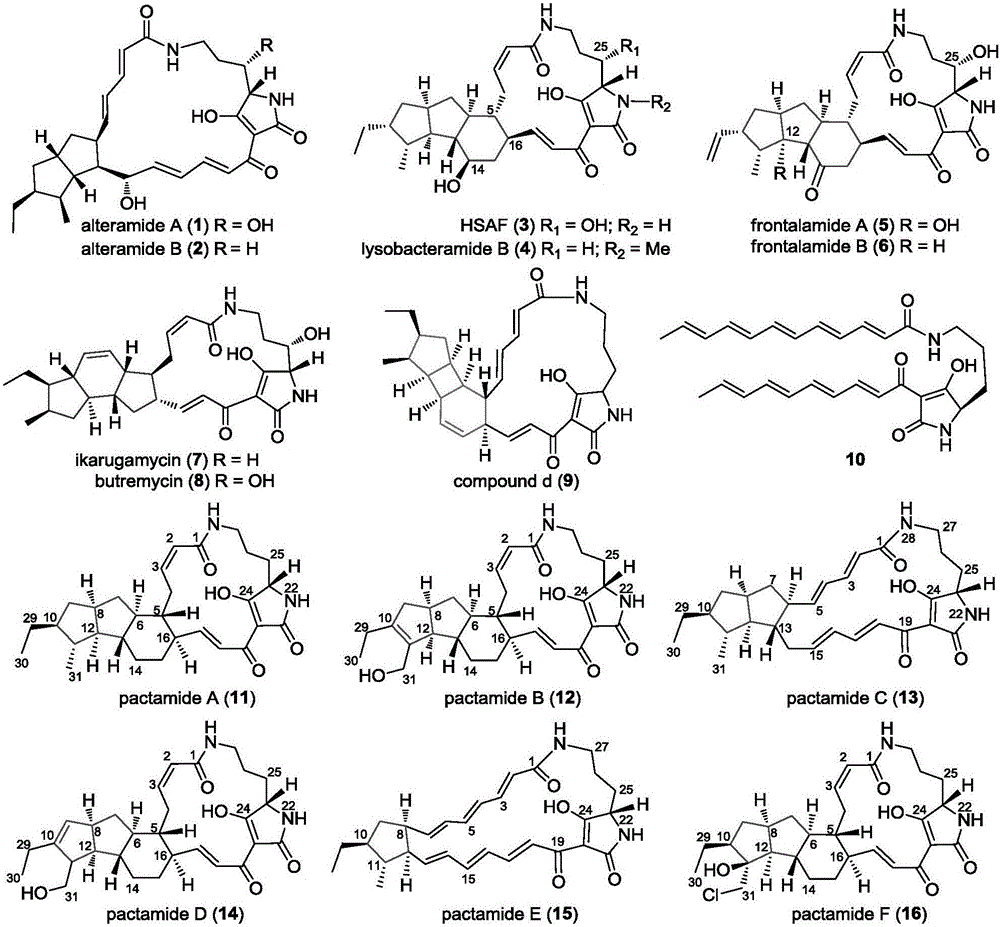 Biosynthetic gene cluster of paquete amide and application thereof
