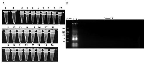 LAMP (Loop-mediated isothermal amplification) detection primer for ceratocystis fimbriata and application thereof