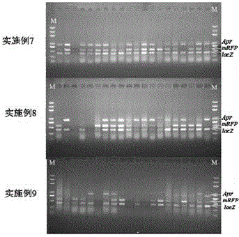 Molecular cloning method based on CRISPR/Cas9 and homologous recombination of saccharomyces cerevisiae cell endogenous genes