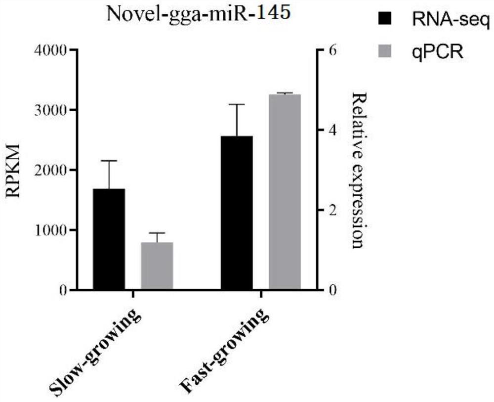 miRNAs affecting chicken growth rate and its application