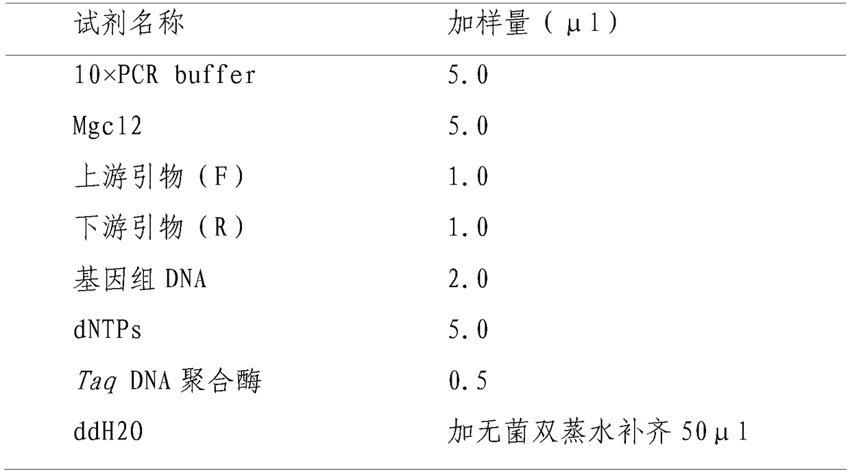 A kind of highly active chitosanase control gene csn and the method of using the gene to produce high active chitosanase