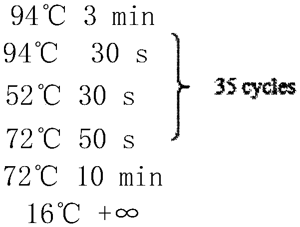 A kind of highly active chitosanase control gene csn and the method of using the gene to produce high active chitosanase