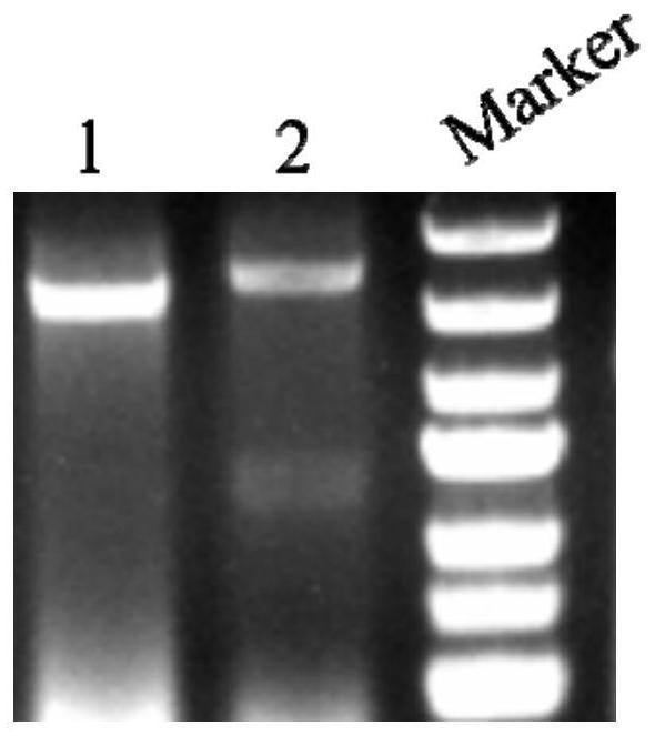 Genetic engineering strain for producing sterol side chain incomplete degradation product as well as construction method and application of genetic engineering strain