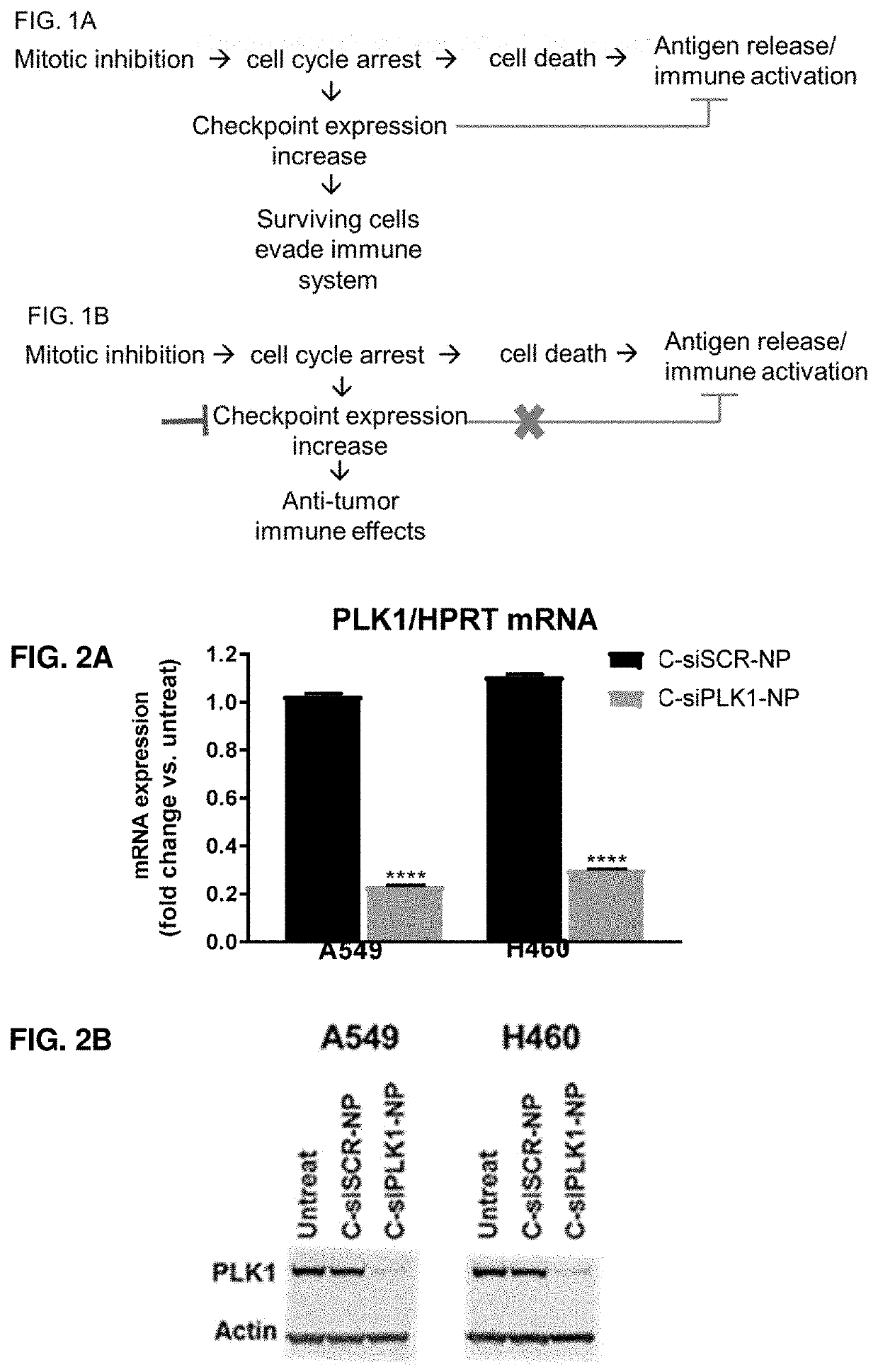Therapeutic constructs for co-delivery of mitotic kinase inhibitor and immune checkpoint inhibitor