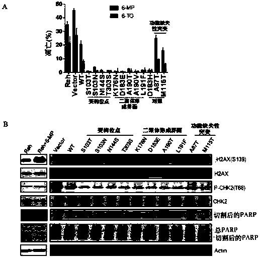 Medicine for treating or preventing drug-resistant relapse of acute lymphoblastic leukemia and its application