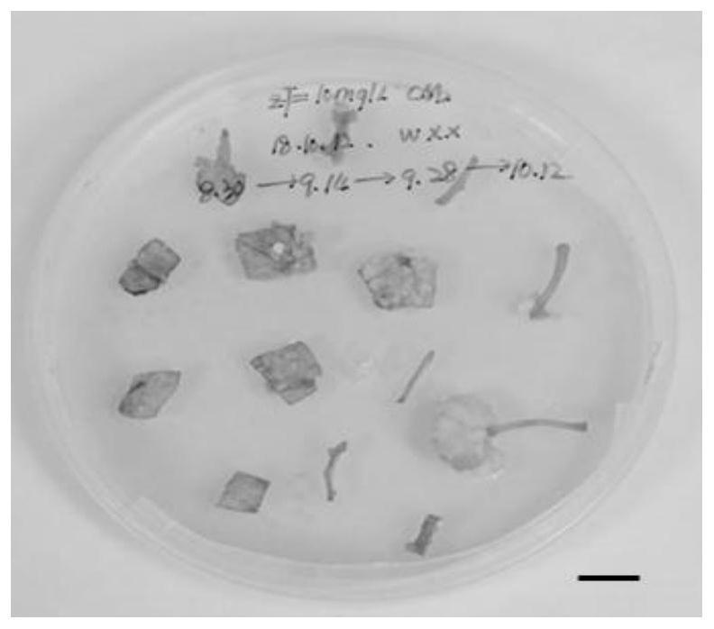 A kind of genetic transformation method of poplar alba