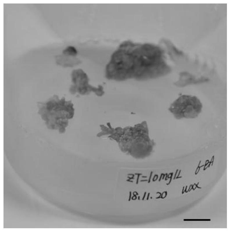 A kind of genetic transformation method of poplar alba