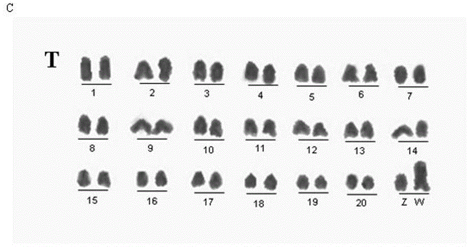 Building method of fish head and kidney tissue derived cell lines