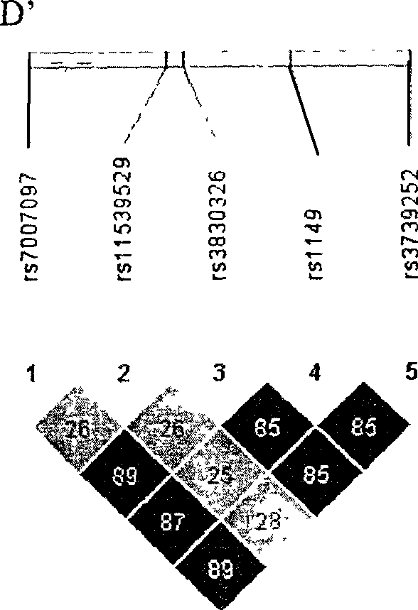 Haplotype of tumor metastatic suppressor gene HTPAP as well as construction method and application thereof