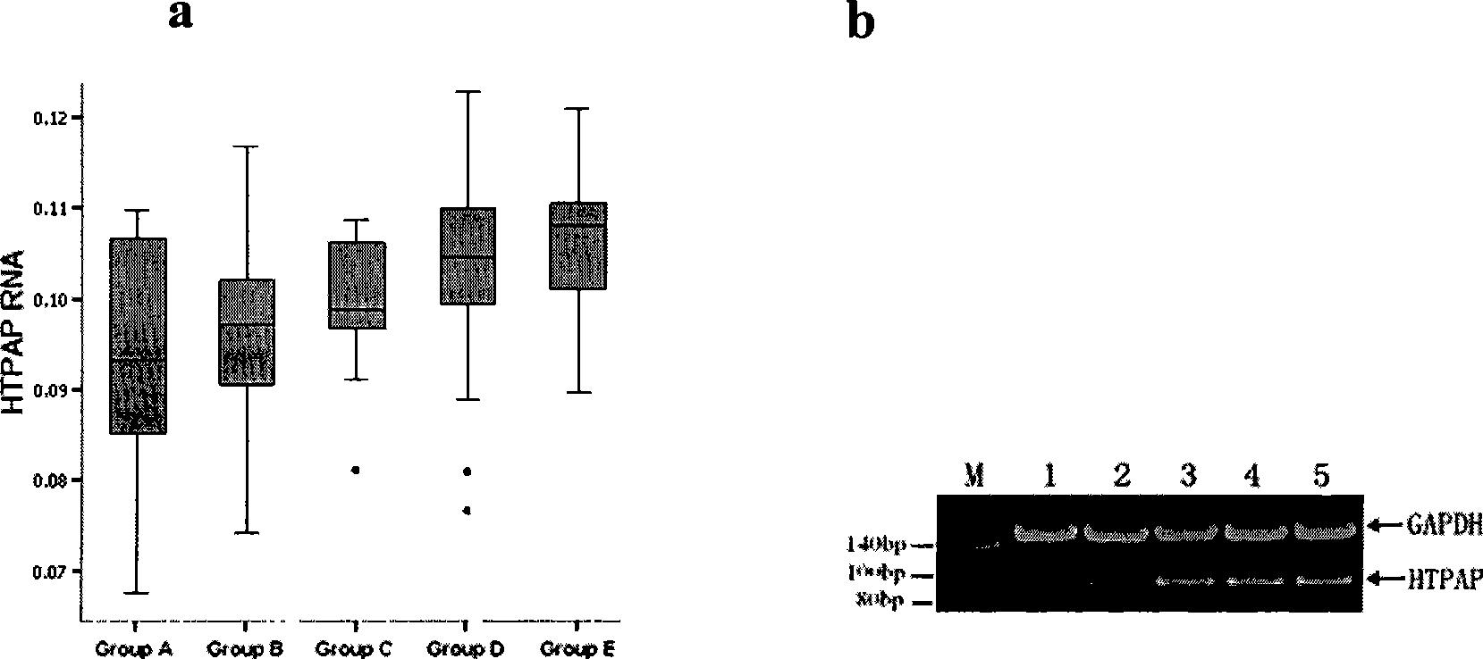 Haplotype of tumor metastatic suppressor gene HTPAP as well as construction method and application thereof