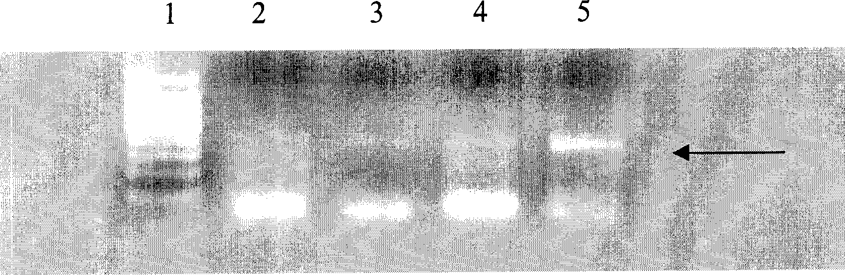 Method for in vitro preparation of hepatocyte induced by umbilical cord blood hematopoietic stem cell