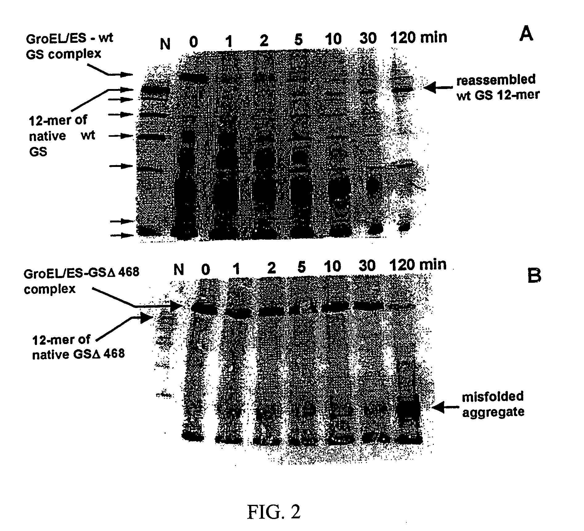 Chaperonin and osmolyte protein folding and related screening methods