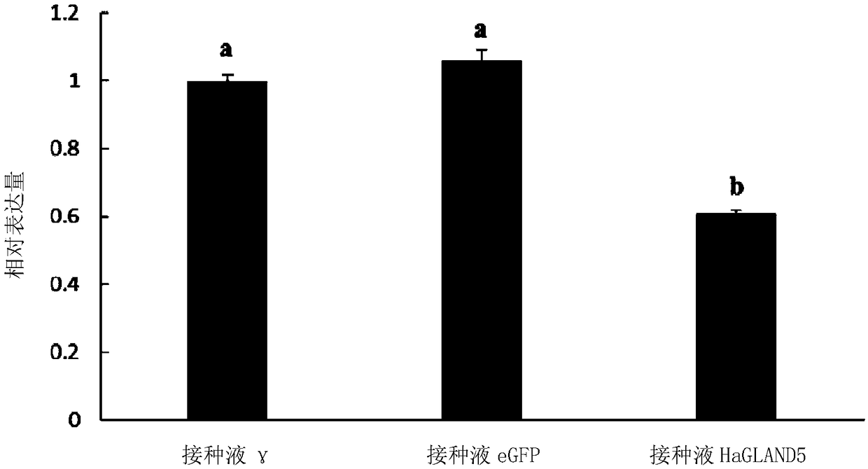 HaGLAND5 protein of cereal cyst nematode, encoding gene of protein and application