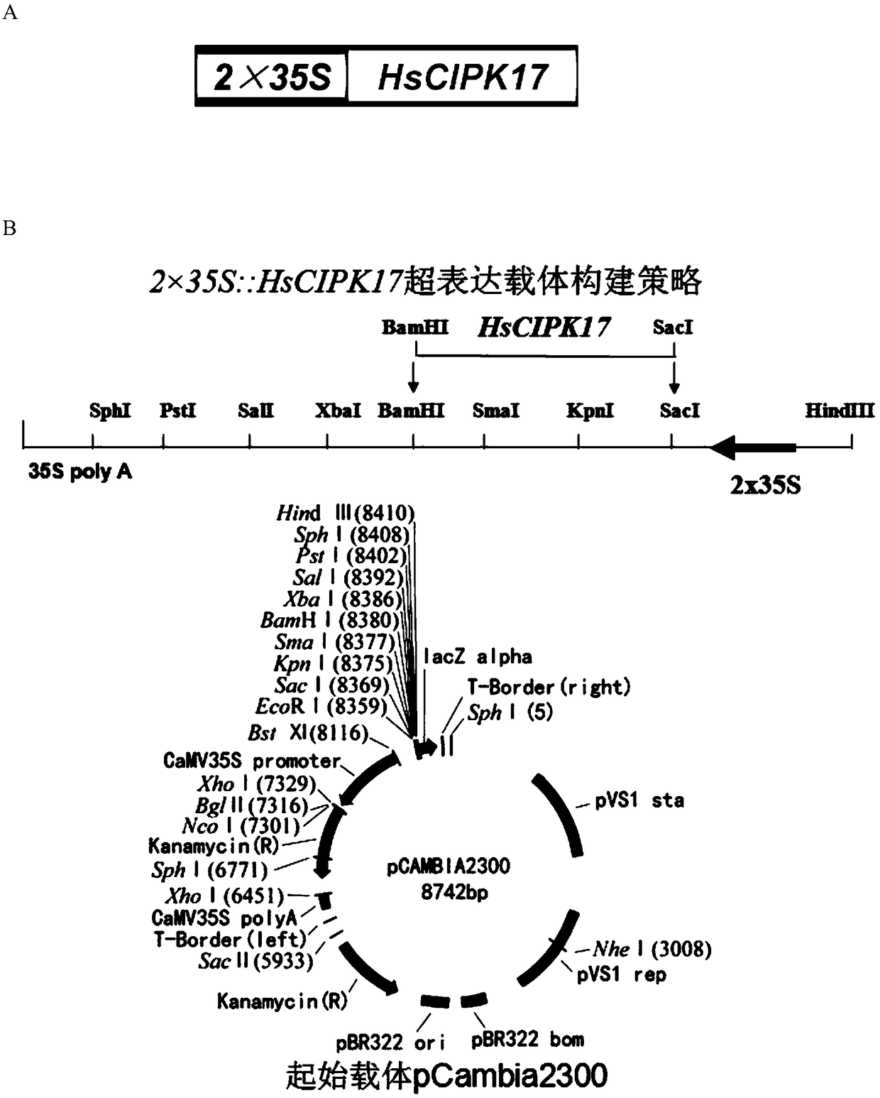 Application of HsCIPK17 of Hordeum spontaneum C. Koch in Qinghai Tibet Plateau to improvement in rice resistance to abiotic stress