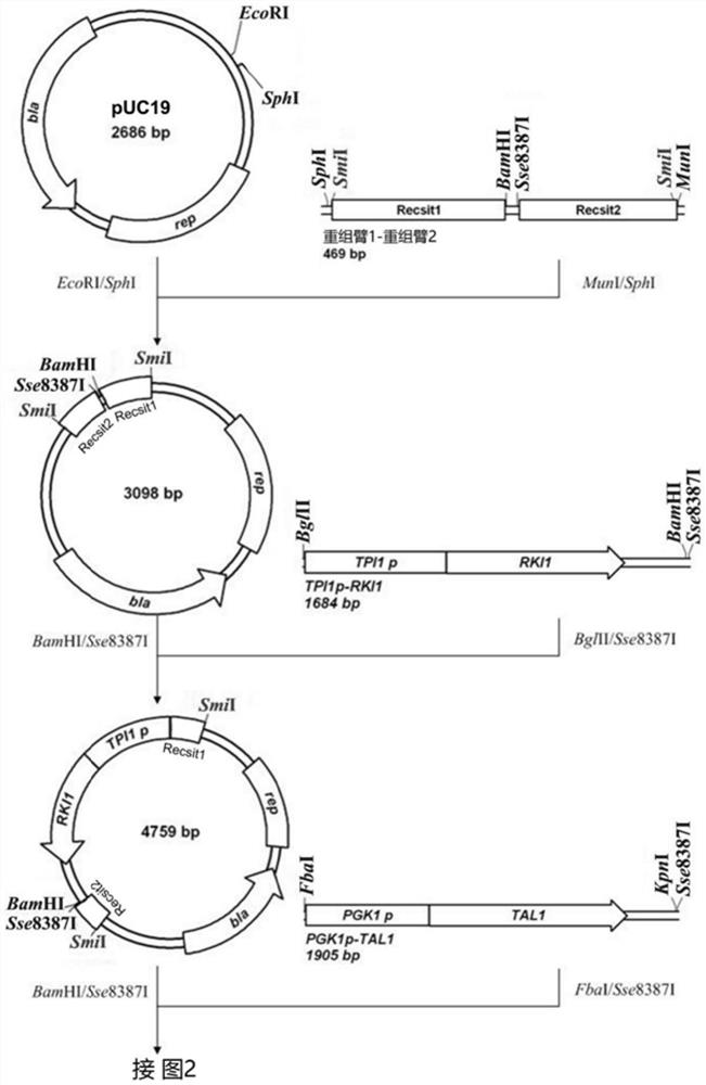 A method for improving xylose utilization ability of recombinant Saccharomyces cerevisiae strain and its mutant