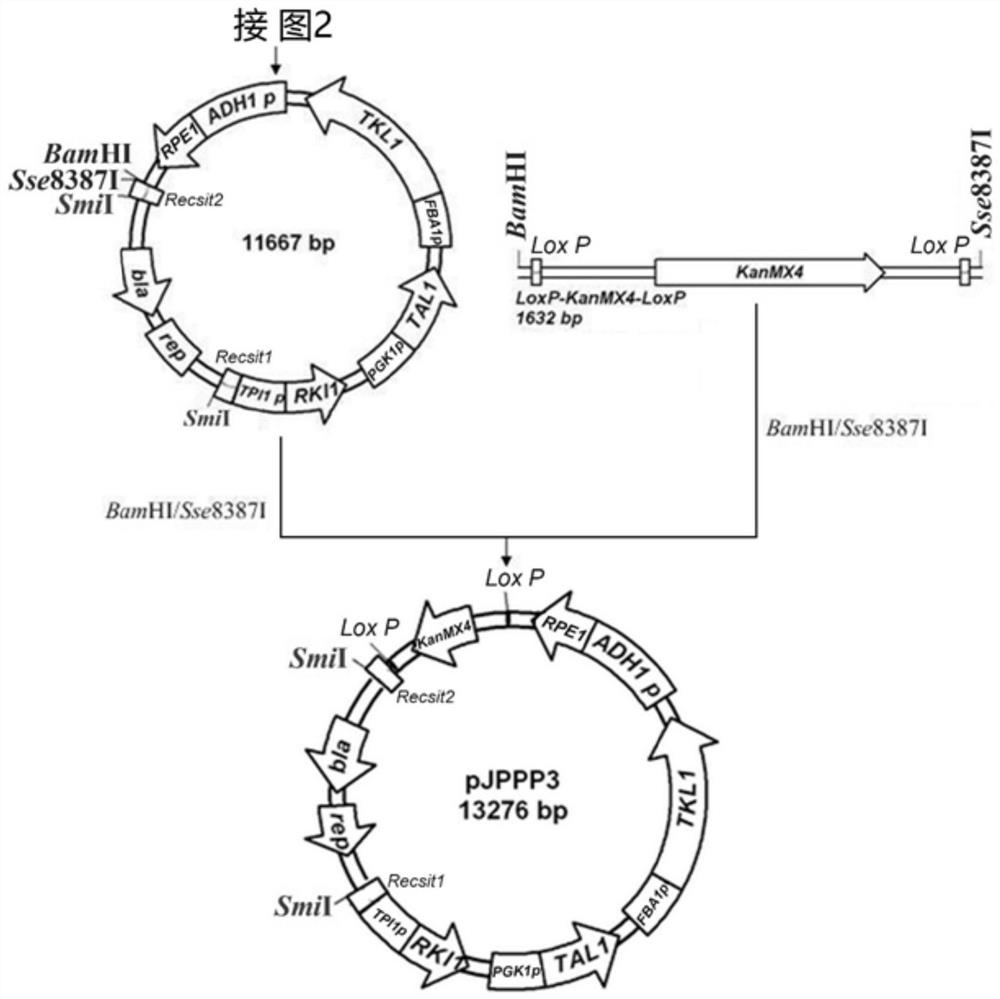 A method for improving xylose utilization ability of recombinant Saccharomyces cerevisiae strain and its mutant