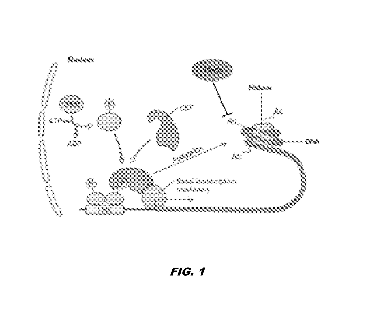 Histone acetyltransferase modulators and uses thereof