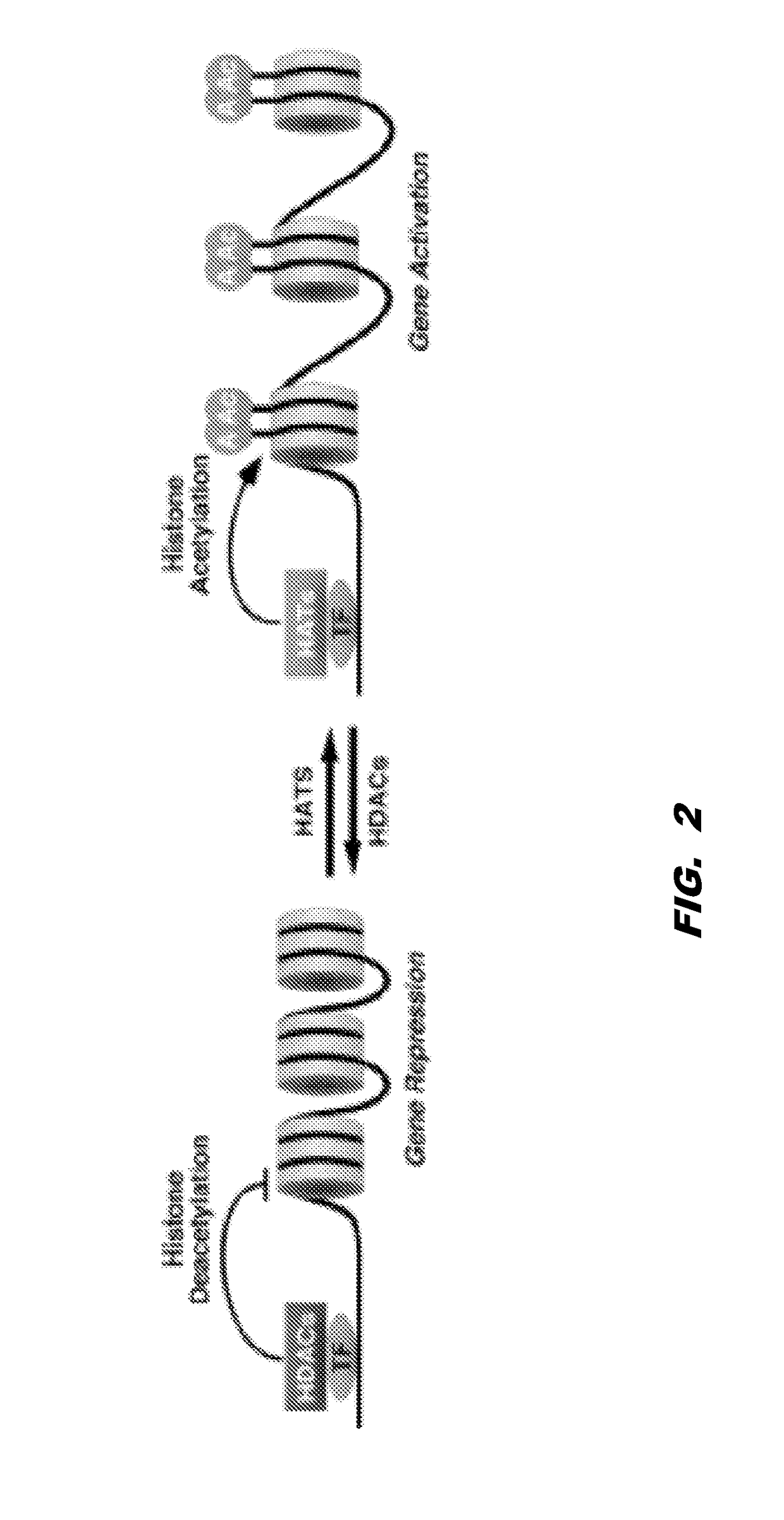 Histone acetyltransferase modulators and uses thereof