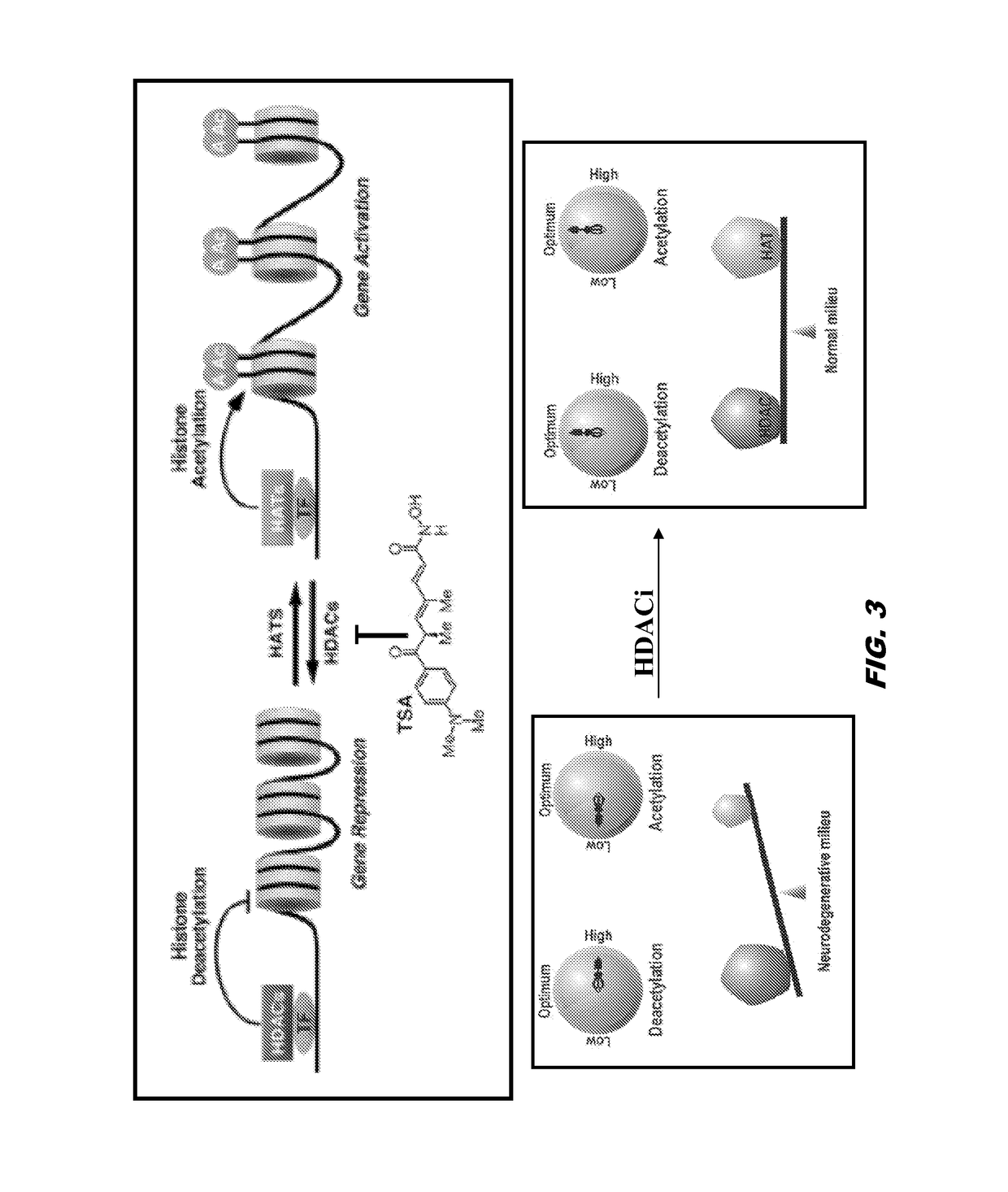 Histone acetyltransferase modulators and uses thereof