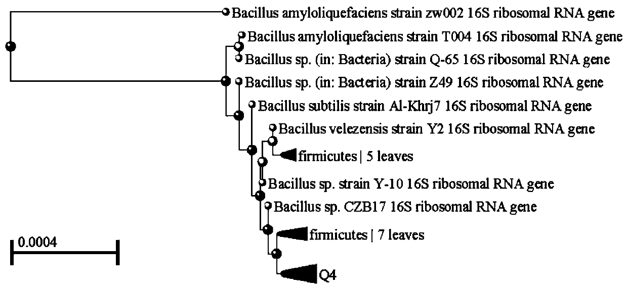 Q4 strain of bacillus amyloliquefaciens of high yield [alpha]-glucosidase inhibitor, and functional yellow rice wine and preparation method
