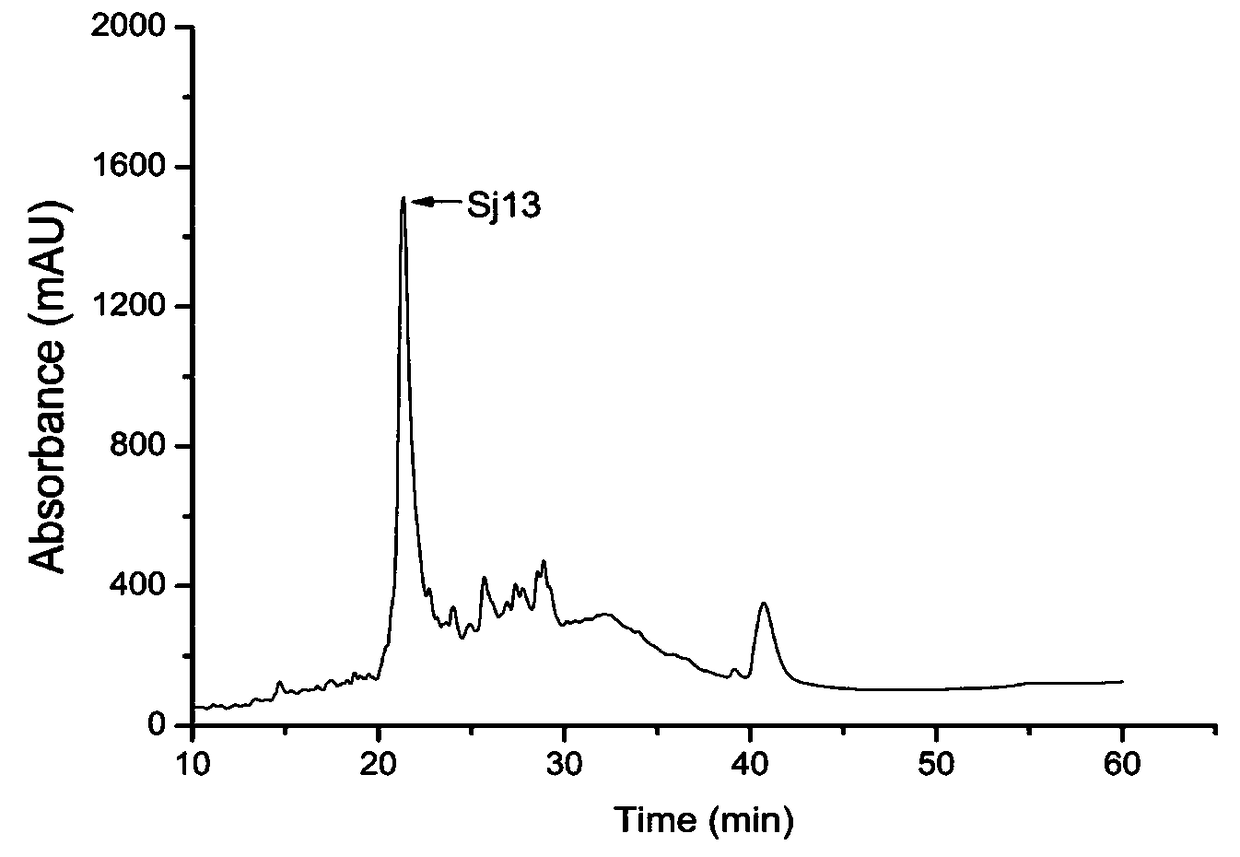 Sj13 polypeptide, and application thereof in preparation of antithrombus medicine