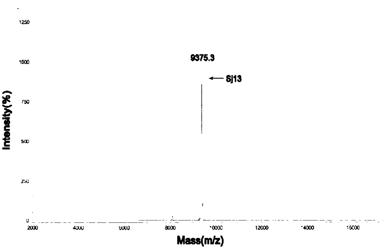Sj13 polypeptide, and application thereof in preparation of antithrombus medicine