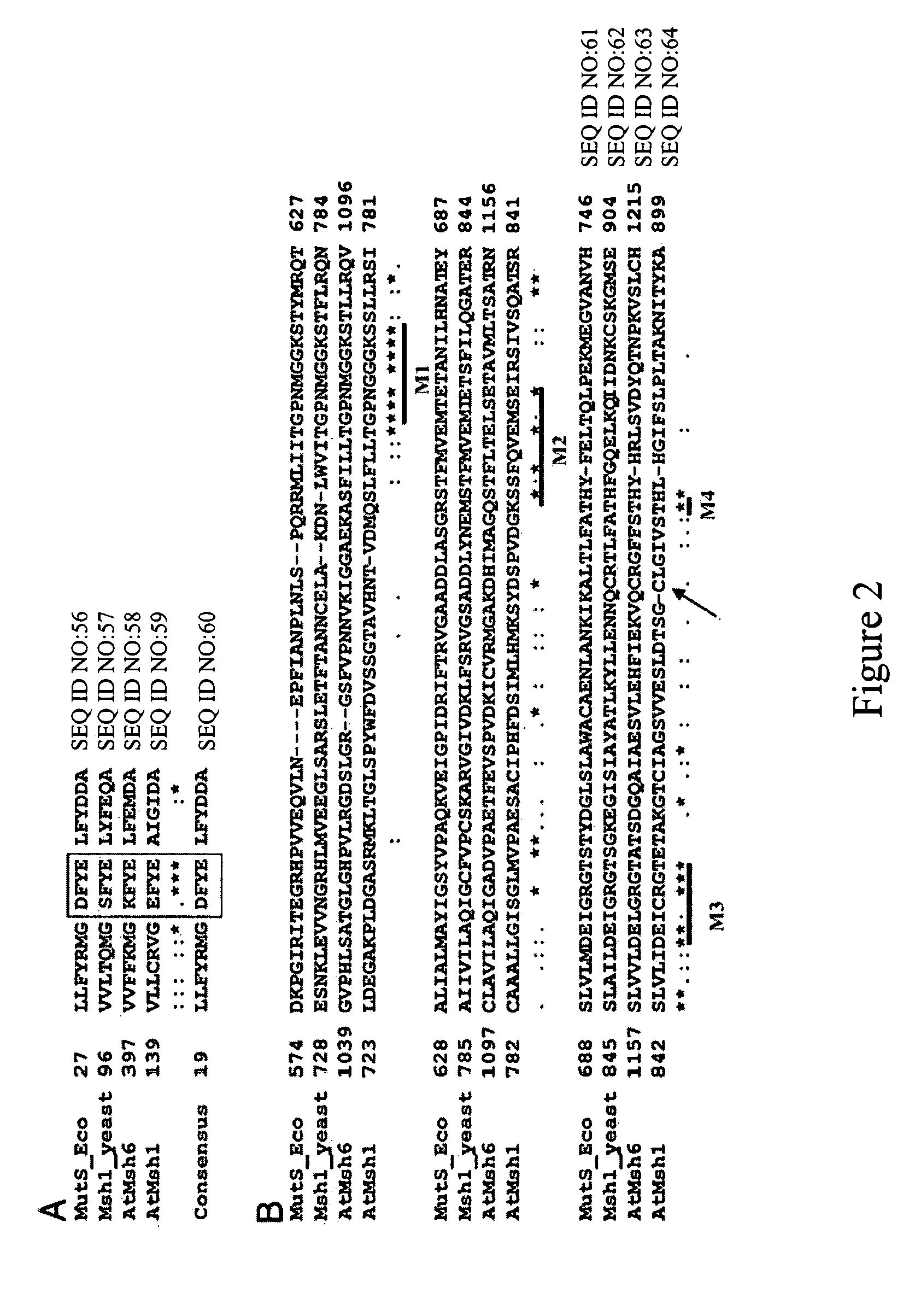 Implementation of a mitochondrial mutator