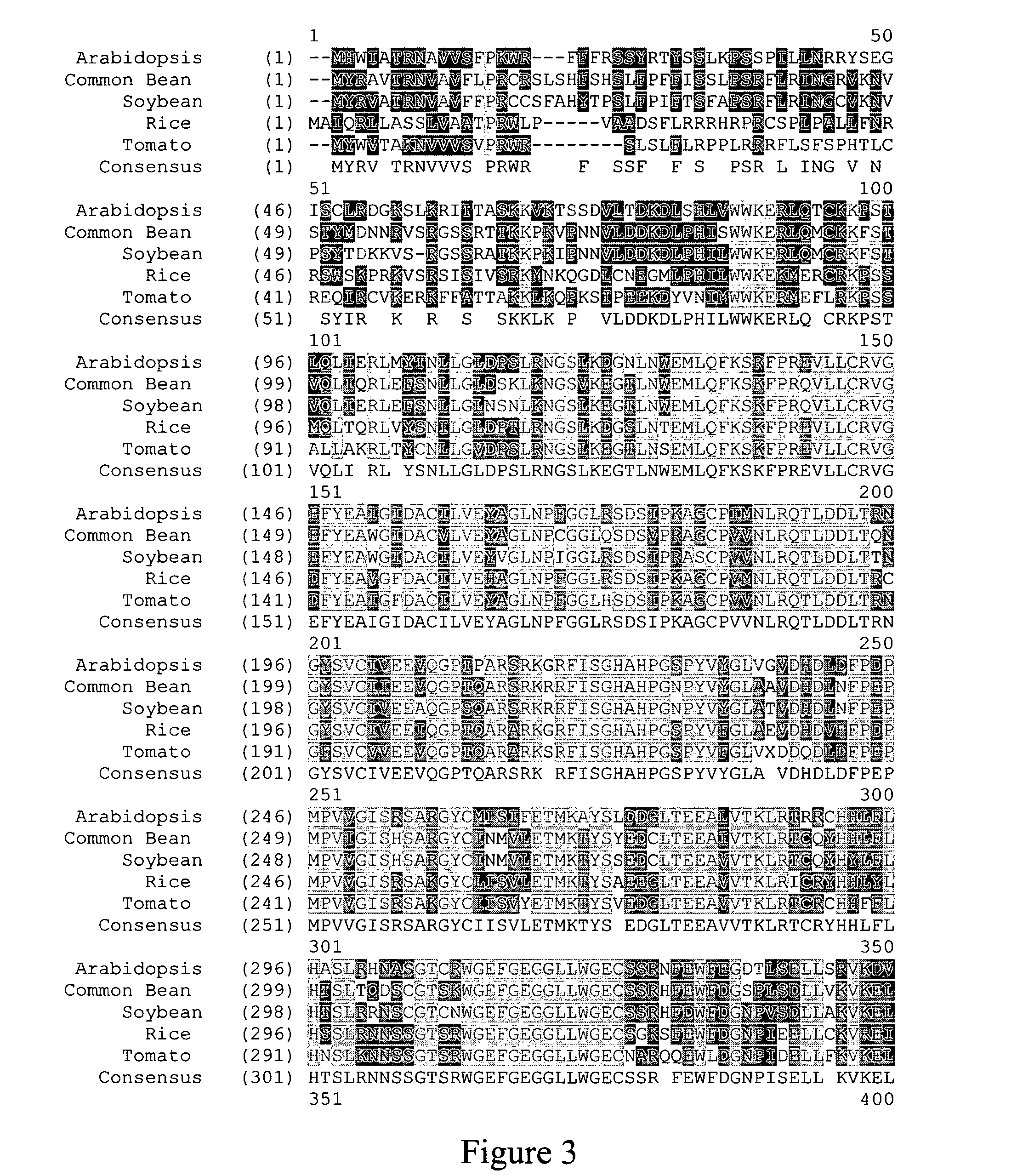 Implementation of a mitochondrial mutator