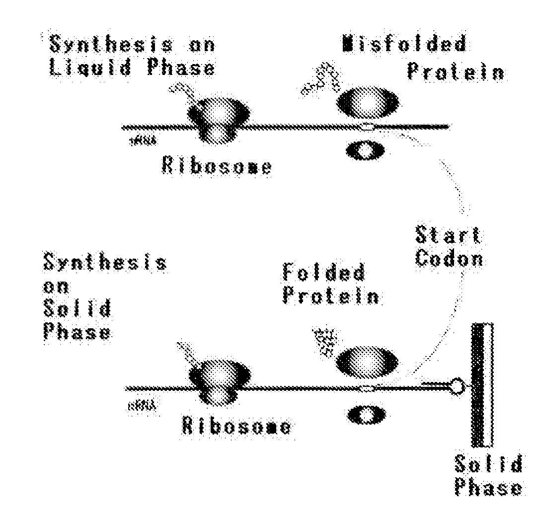 Method of Synthesizing Protein, mRna Immobilized on Solid Phase and Apparatus for Synthesizing Protein