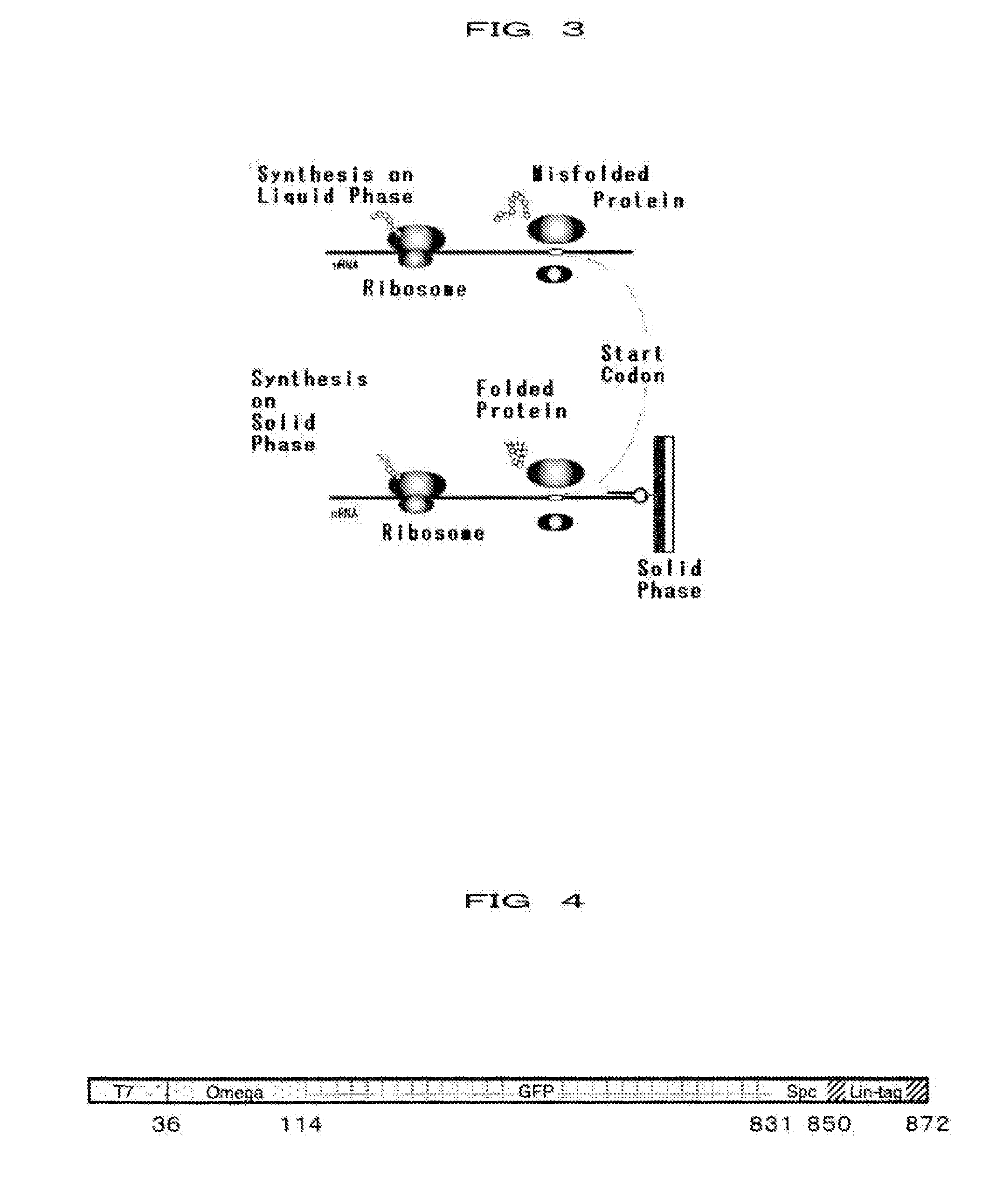 Method of Synthesizing Protein, mRna Immobilized on Solid Phase and Apparatus for Synthesizing Protein