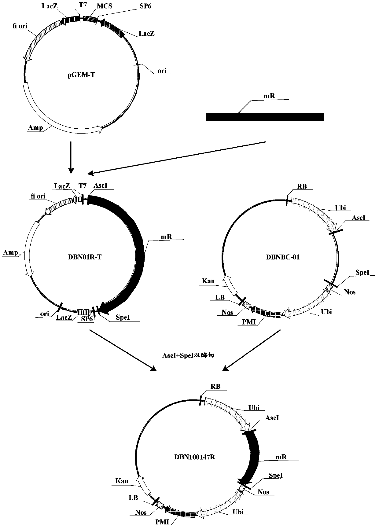 Insecticidal protein, and coding gene and purposes thereof