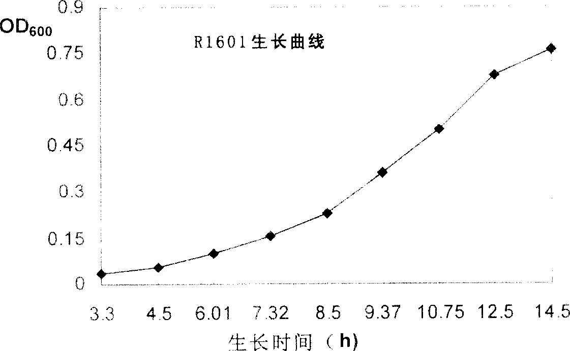Method for culturing xinjiang saussurea involucrata fuzzy root and regenerated seeding and method for producing lilac saponin