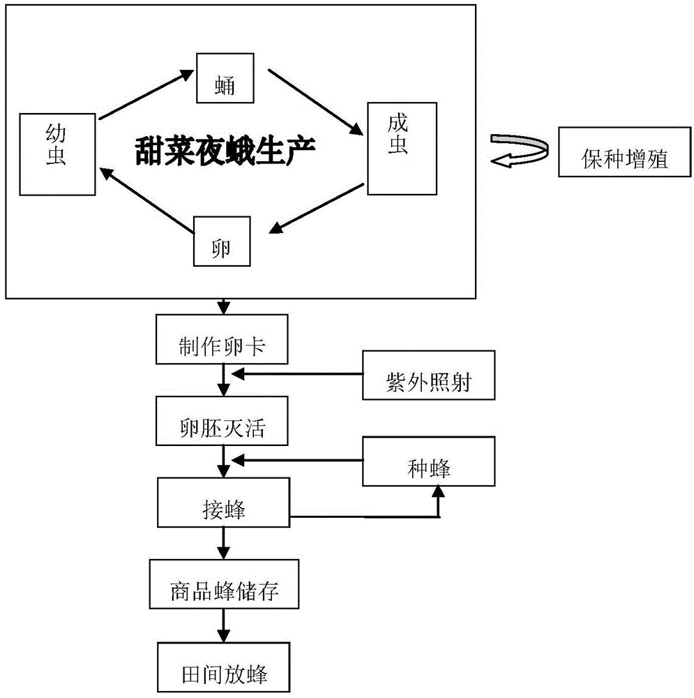 Trichogramma japonicun ashmead artifical breeding production method
