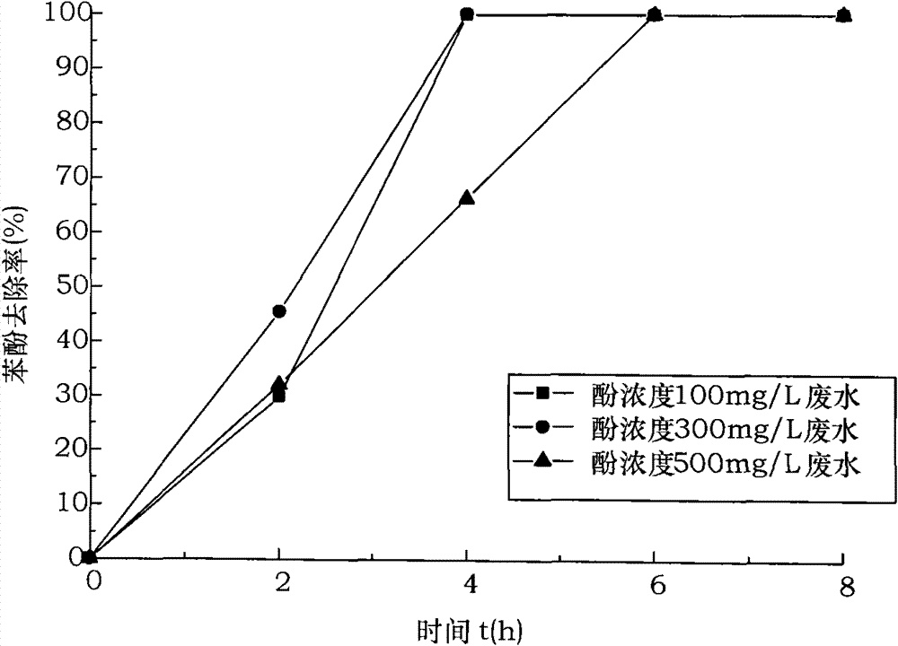 Preparation of efficient phenol-degrading halophilic bacteria and application thereof