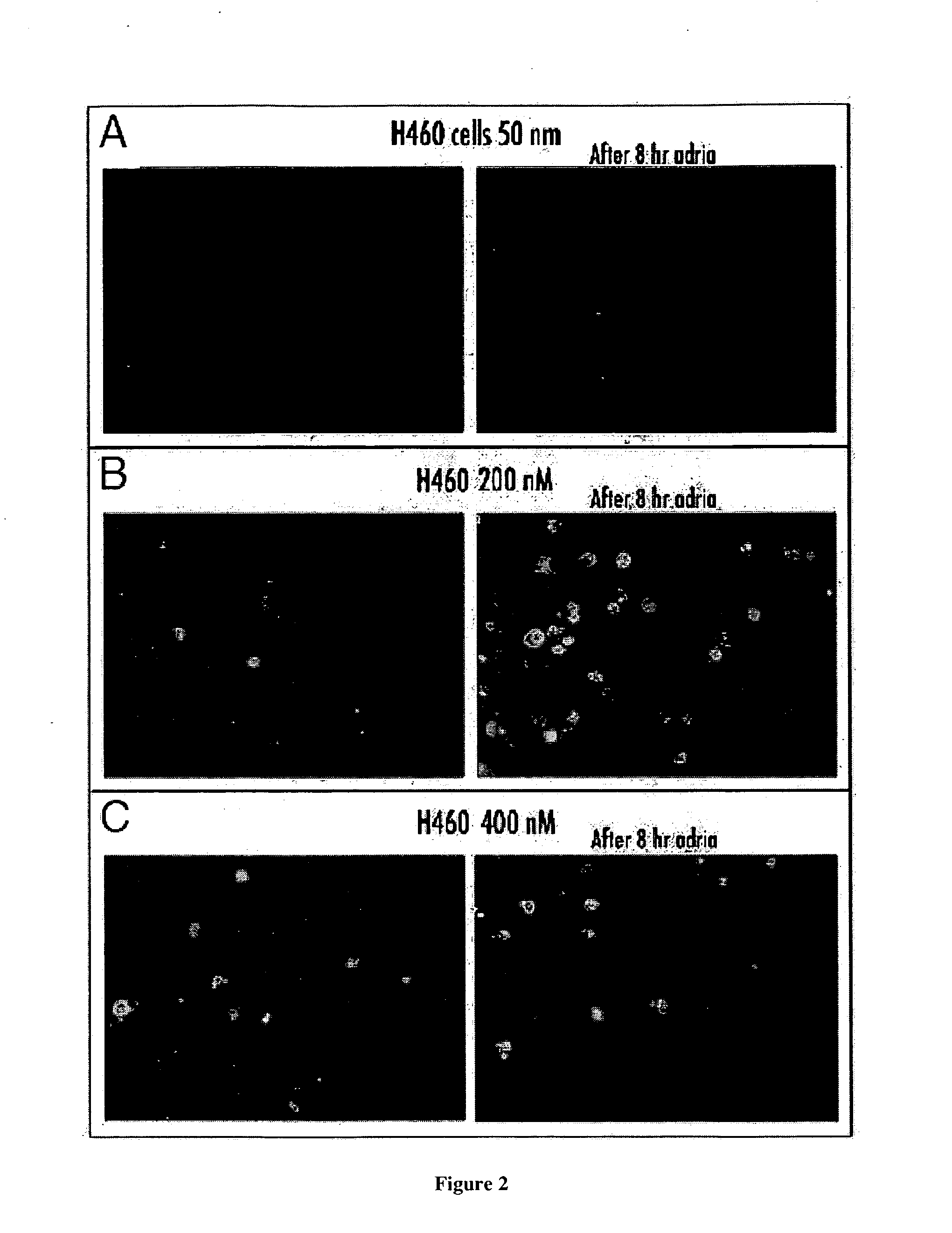 Molecular beacons, methods and kits for detecting DNA damage response