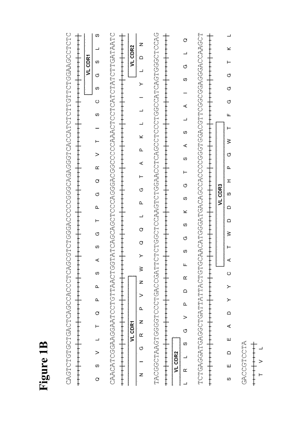 Therapeutic combinations comprising Anti-cd73 antibodies and uses thereof