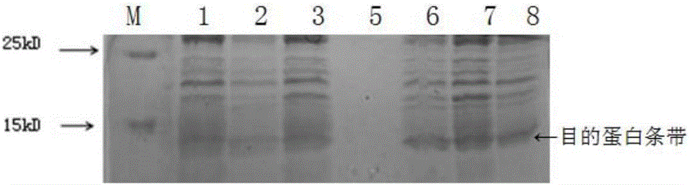 Method for preparing pro-brain natriuretic peptide epitope by virtue of Bacillus brevis (B.brevis)