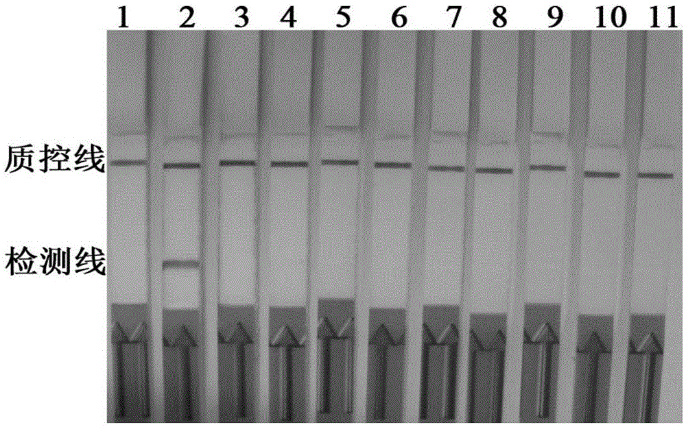 Primers and probes and applications of primers and probes for visual detection of Streptococcus iniae LAMP-LFD