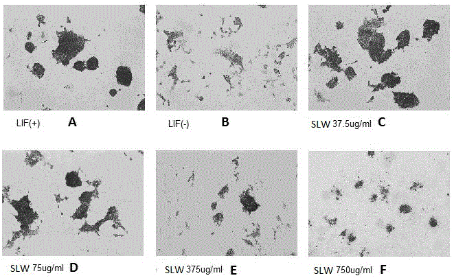 Application of Inorganic Nanomaterial Layered Double Hydroxide in the Culture of Mouse Embryonic Stem Cells