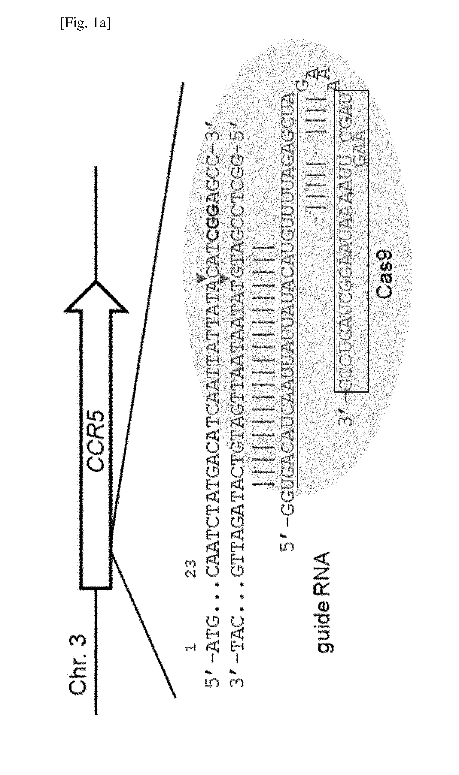 Composition for cleaving a target DNA comprising a guide RNA specific for the target DNA and cas protein-encoding nucleic acid or cas protein, and use thereof