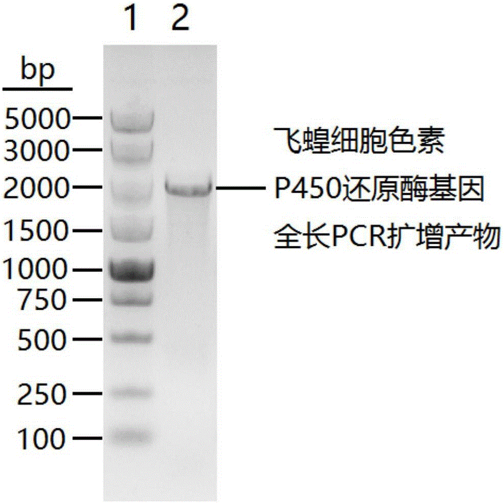 Locusta migratoria cytochrome P450 reductase gene dsRNA and application thereof