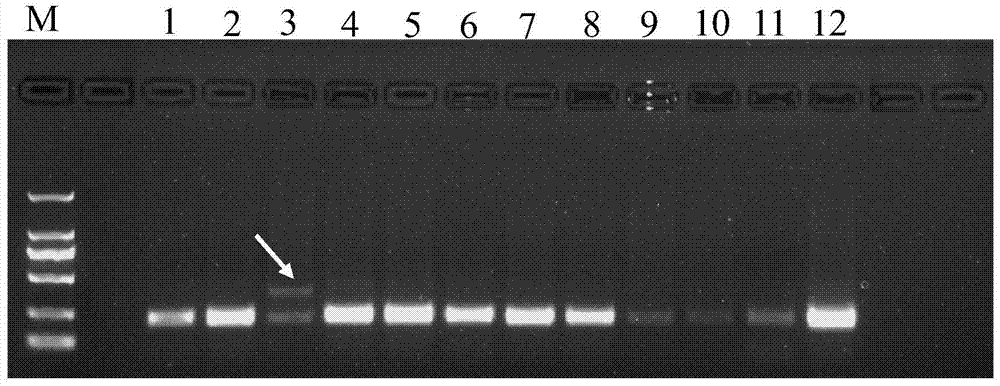 Specific marker primers and detection method of Camellia oleifera Variety Changlin 18